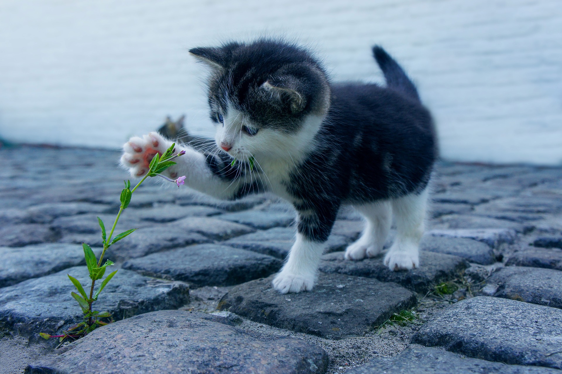 A photo of a cat